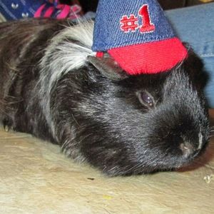 Meet your Posher, Lolly